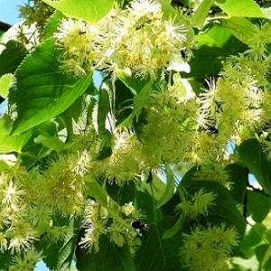 Опилки липовые оптом в Муроме от завода-производителя Лигнум Ресурс